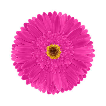 Pink gerbera flower macro isolated on transparent background. Realistic Gerber blossom delicate petal. Vector illustration png