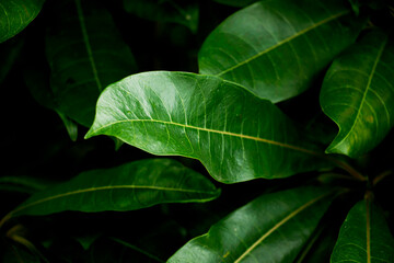 Pattern of leaves or green plants with close-up distance for natural background and wallpaper concept © Sirapob