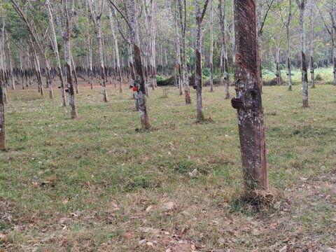 Landscape view of rows of rubber trees (Hevea brasiliensis) growing in an outdoor rubber plantation field. Showing latex collection cups attached to tree trunks for rubber sap extraction in a rural ag