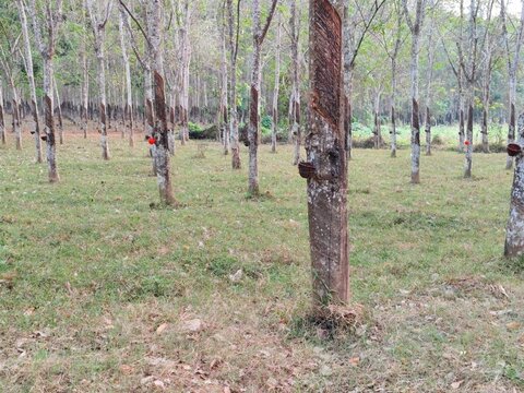 Landscape view of rows of rubber trees (Hevea brasiliensis) growing in an outdoor rubber plantation field. Showing latex collection cups attached to tree trunks for rubber sap extraction in a rural ag