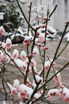 雪をのせた梅の花と赤いつぼみが点在する若枝 東京都世田谷区下北沢の雪の日