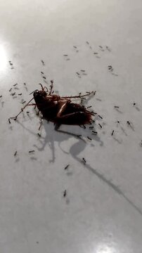 A pitiful cockroach lay dying, awaiting its end; several ants were seen swarming around it.