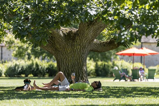 Man relaxing under a large shady tree on green grass with his dog during a warm summer day in park