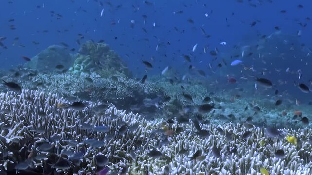 Wide View of Pale Branching Coral Covering the Reef. Pale hard-coral branches extend across the seabed in a broad field, with sparse small fish and blue water around them.
