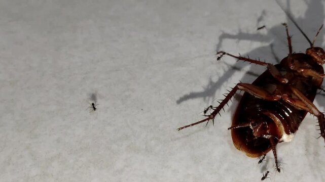 A pitiful cockroach lay dying, awaiting its end; several ants were seen swarming around it.