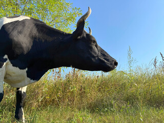 Dairy cow grazing on the pasture © OLENA LIALINA