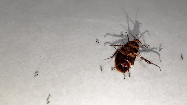 A pitiful cockroach lay dying, awaiting its end; several ants were seen swarming around it.
