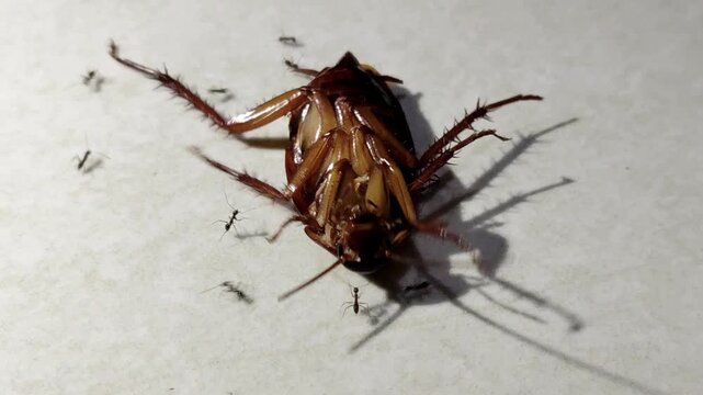 A pitiful cockroach lay dying, awaiting its end; several ants were seen swarming around it.
