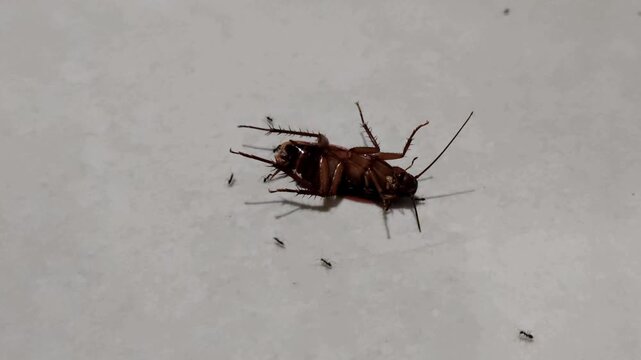 A pitiful cockroach lay dying, awaiting its end; several ants were seen swarming around it.