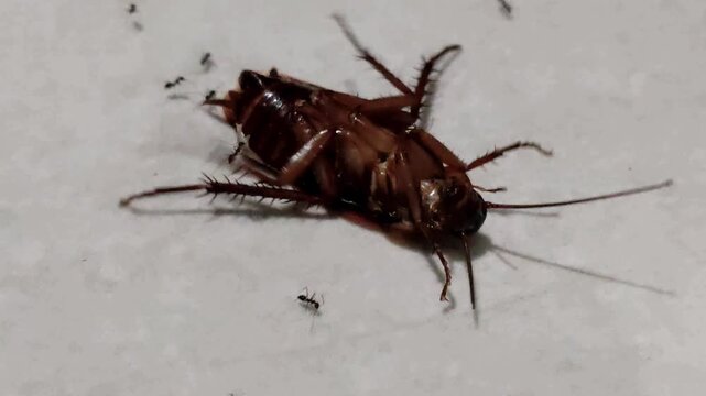 A pitiful cockroach lay dying, awaiting its end; several ants were seen swarming around it.