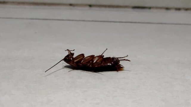The poor cockroach, dying and waiting for the end.