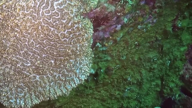 Detailed Reef Coral Colony with Dense Surface Pattern. Fine repeating coral texture fills most of the frame while neighboring reef growth remains visible at the edge.