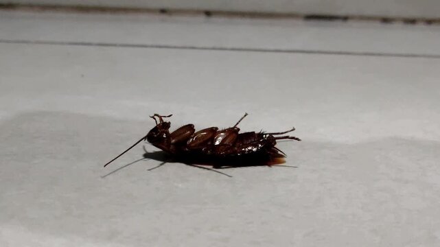 The poor cockroach, dying and waiting for the end.