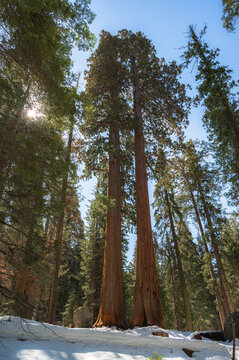 Vertical travel and nature shot of Sequoia national park with gigantic trees, winter, early spring