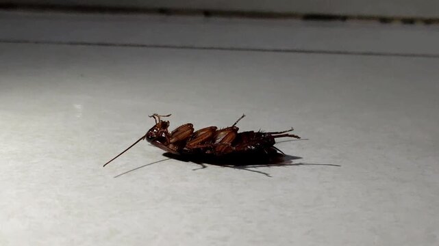 The poor cockroach, dying and waiting for the end.