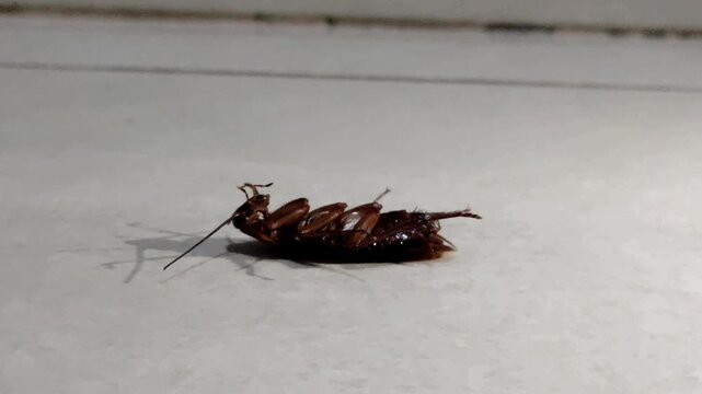 The poor cockroach, dying and waiting for the end.