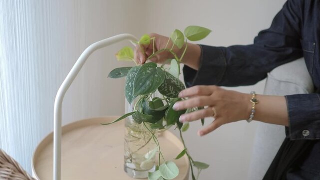 Plant care tips for growing pothos indoors in a cozy setting