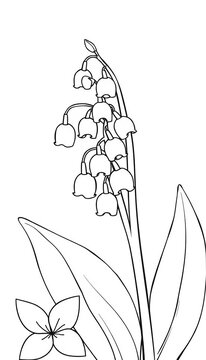 Simple black and white line art illustration of lily of the valley flowers with delicate petals and stems, minimalist, garden