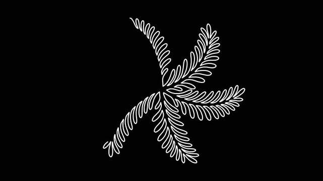 Minimalist white fern leaf outline pattern drawing itself on black background for motion graphic design and art projects.
