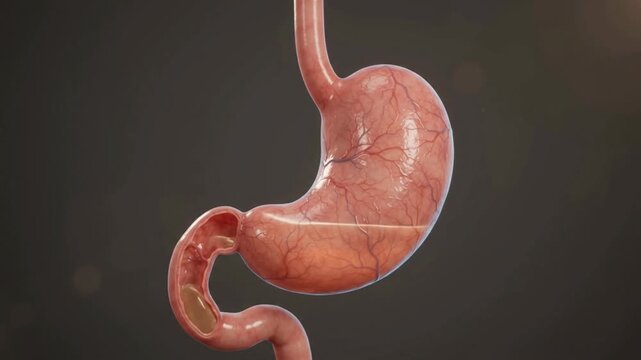3D Medical Animation of Human Stomach Anatomy and Digestive System