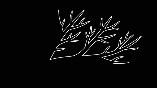 Continuous line drawing of dill herb sprig appearing on black background animation showing organic botanical vector shape.
