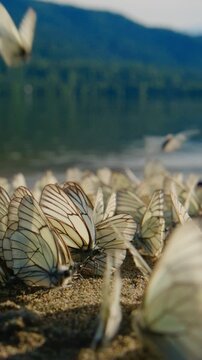 Dozens of white butterflies gather near water's edge. Some flutter into air while others rest on earth. Soft focus highlights wings' delicate patterns