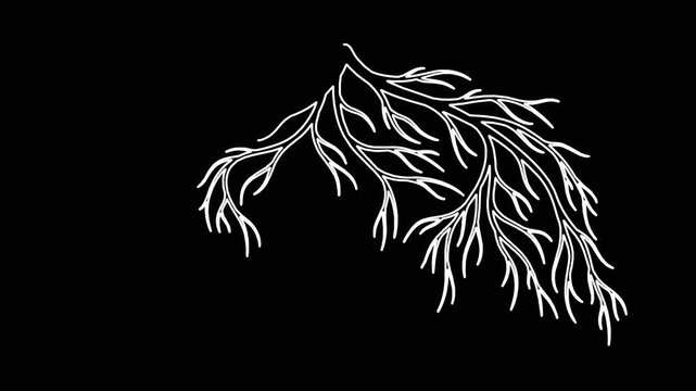 Abstract white line art growing into decorative leafy branches design element isolated on black background motion graphic.