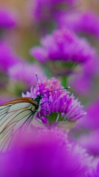Butterfly perches on purple flower. Wings show delicate patterns. Flowers bloom densely around. Soft focus highlights butterfly. Ideal for nature, calm, or floral-themed projects. No people present