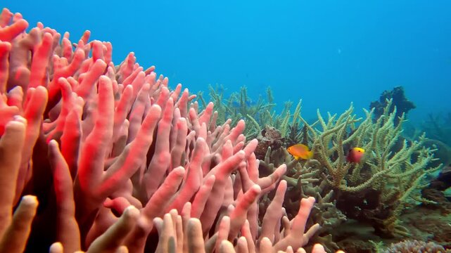 Belize coral barrier reef. Underwater view shows rich biodiversity of a tropical coral reef in Fiji, various fish species swimming among healthy, colorful coral formations and clear blue ocean water