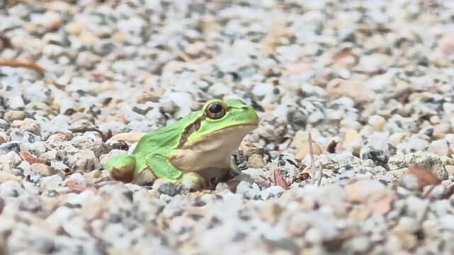 Green Tree Frog Sitting on Gravel Ground Facing Right, Right Profile


