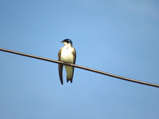 blue tit on branch © mryr