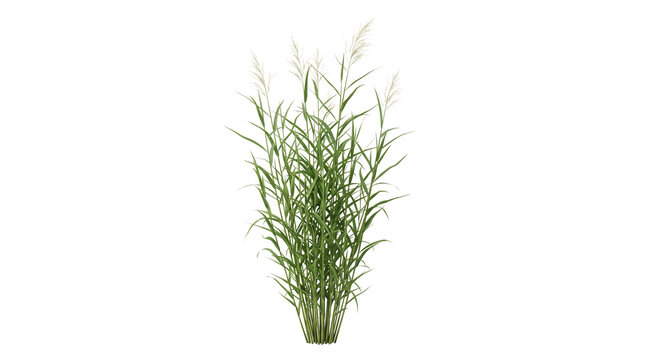 Fresh green wild grass plant with long thin leaves