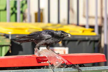 Obraz premium Photograph of an Australian Raven black bird eating while standing on the lid of a large rubbish bin in a carpark in the Western Sydney town of Penrith in New South Wales, Australia