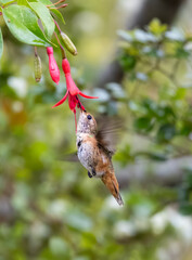 Allen's hummingbird getting nectar © Yifeng