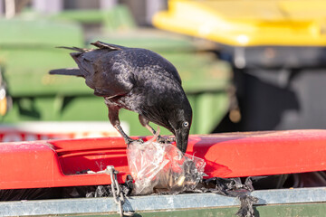 Obraz premium Photograph of an Australian Raven black bird scavenging for food while standing on the lid of a large rubbish bin in a carpark in the Western Sydney town of Penrith in New South Wales, Australia