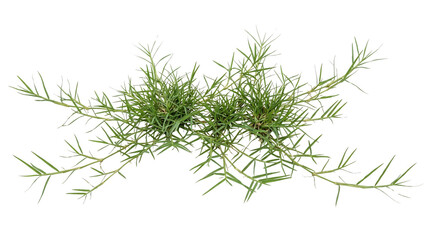 Fresh green grass tuft isolated on a simple surface © gdarafat