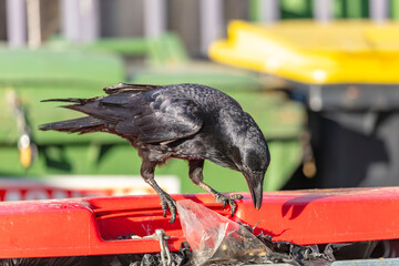 Obraz premium Photograph of an Australian Raven black bird scavenging for food while standing on the lid of a large rubbish bin in a carpark in the Western Sydney town of Penrith in New South Wales, Australia