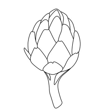 Line art illustration of fresh artichoke flower head isolated on transparent background