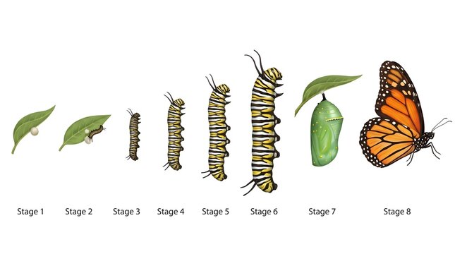 Caterpillar transforming into pupa chrysalis butterfly lifecycle illustration.
