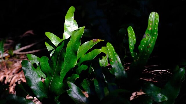 Hound's tongue fern Zealandia pustulata kōwaowao green fern in forest with sunlight native to New Zealand