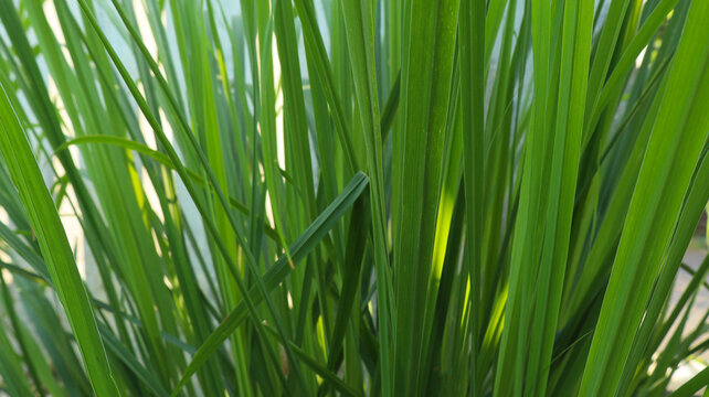 Close-up of Fresh Green Lemongrass Leaves Growing Outdoors