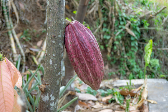 Fresh red cacao pods growing on cocoa tree branch in plantation at Malang, East Java, Indonesia