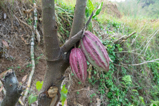 Fresh red cacao pods growing on cocoa tree branch in plantation at Malang, East Java, Indonesia