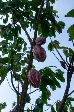 Fresh red cacao pods growing on cocoa tree branch in plantation at Malang, East Java, Indonesia