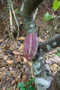 Fresh red cacao pods growing on cocoa tree branch in plantation at Malang, East Java, Indonesia