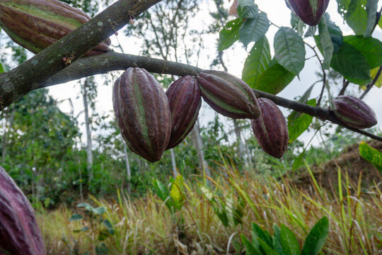 Fresh red cacao pods growing on cocoa tree branch in plantation at Malang, East Java, Indonesia