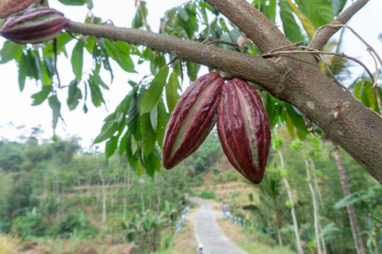 Fresh red cacao pods growing on cocoa tree branch in plantation at Malang, East Java, Indonesia