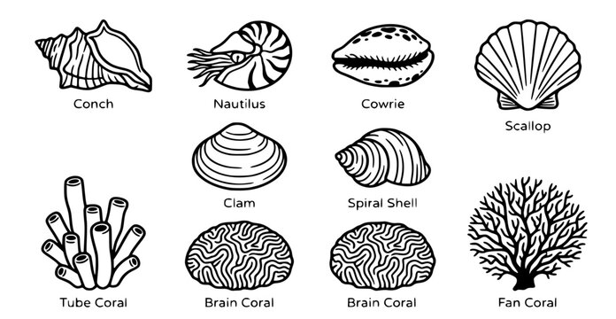 Hand drawn clean solid bold shell coral variety icon set conch nautilus cowrie scallop clam spiral tube brain fan, black ink vector illustration