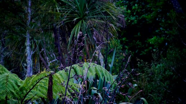 Eurasian chaffinch fringilla coelebs birds on New Zealand flax plants harakeke in forest environment in Wellington NZ Aotearoa