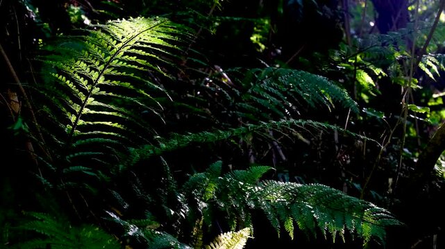 Green fern plant flora on forest floor with sunlight filtering through tree canopy in New Zealand Aotearoa